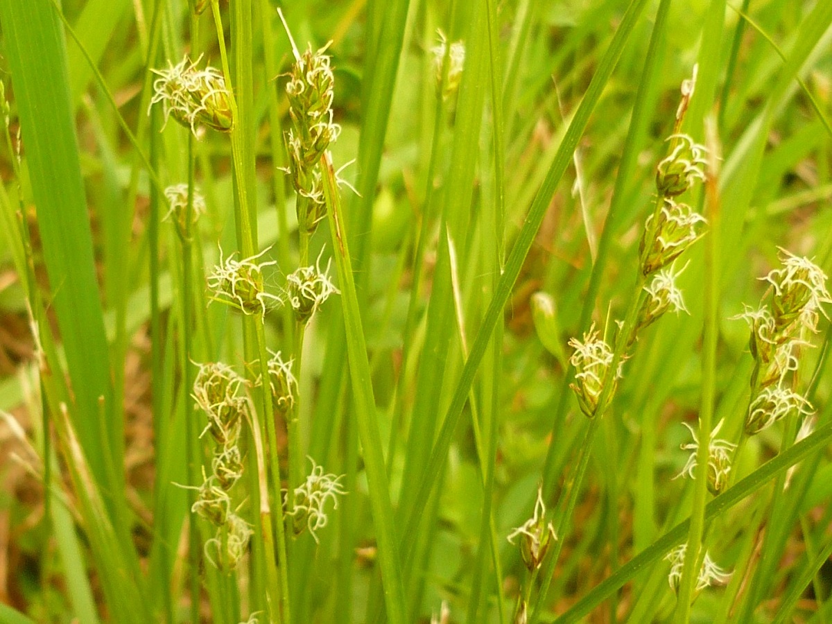 Carex leersii (Cyperaceae)